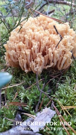 Уникальный гриб-коралл растет в Бологовском районе